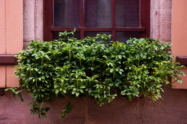 Okenní Parapet Květiny Venku Staré Evropské Ulici — Stock fotografie