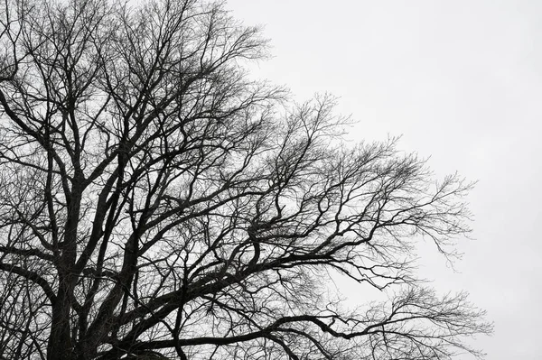 Гілки Дерева Листя Чорно Білі Стокове Зображення