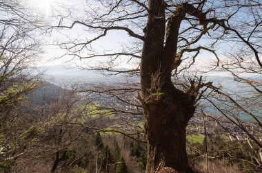 Constance Gölü 'nün yanında bahar, dalların arasından güzel bir manzara.