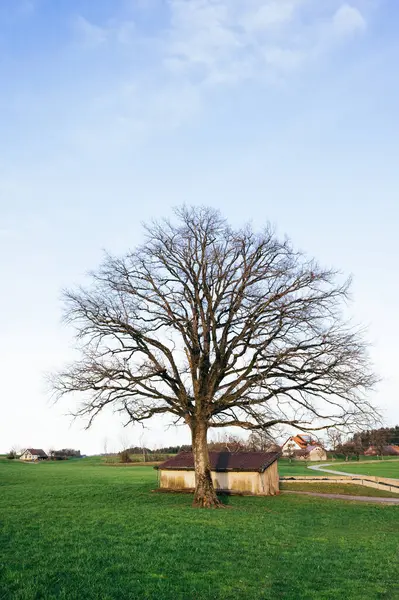 Großer Baum Ohne Blätter Dörfliches Grünes Gras Deutschland Frühling — Stockfoto