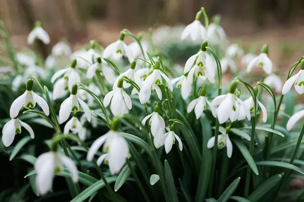 Caída Nieve Bosque Primavera Hermosas Flores Blancas Imágenes de stock libres de derechos