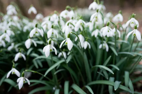 Caída Nieve Bosque Primavera Hermosas Flores Blancas Imagen de stock