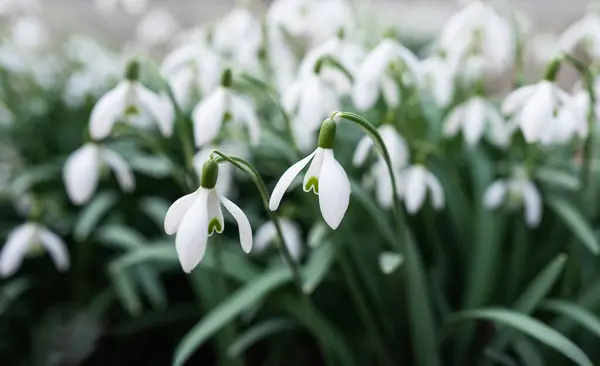 Caída Nieve Bosque Primavera Hermosas Flores Blancas Imagen de archivo