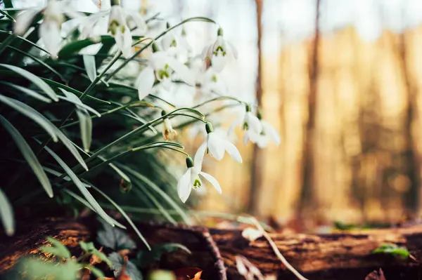Flores Floresta Primavera Maravilhosas Gotas Neve Brancas Primavera Imagens De Bancos De Imagens Sem Royalties
