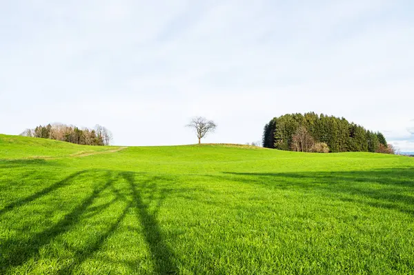 Grünland Weide Weide Landwirtschaft Landschaft Frühlingsland Feld — Stockfoto