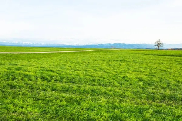 Landschaft Blick Auf Grünes Gras Und Frühling Auf Der Wiese — Stockfoto