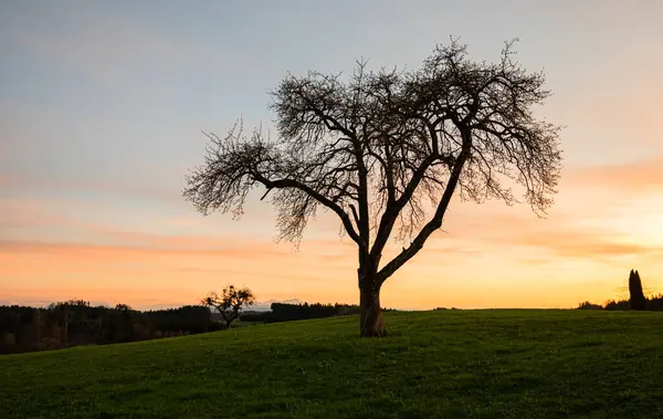 Single Fruit Tree Silhouette Algau Germany Spring Evening Colourful Sunset — Stock Photo, Image