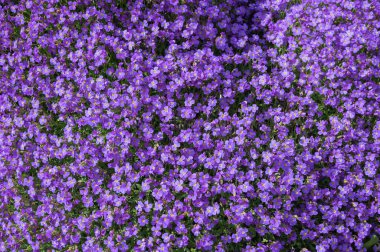 Aubrieta mavi yastığı. Mavi yastıklar uzun ömürlü, etkileyici duvar taçları ve güneşli yamaçlar için yastık bitkileridir.