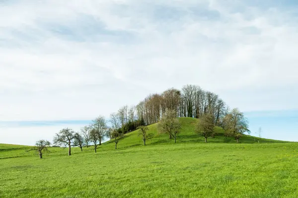 Kopec Zelené Travnaté Pastviny Algau Krajina Krásy Přírodě Royalty Free Stock Fotografie