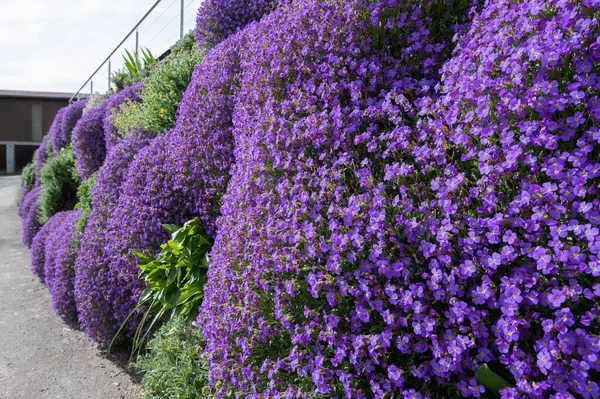 Aubrieta Bedeckt Den Steingarten Oder Hängt Von Blumenkästen Auf Dem Stockbild