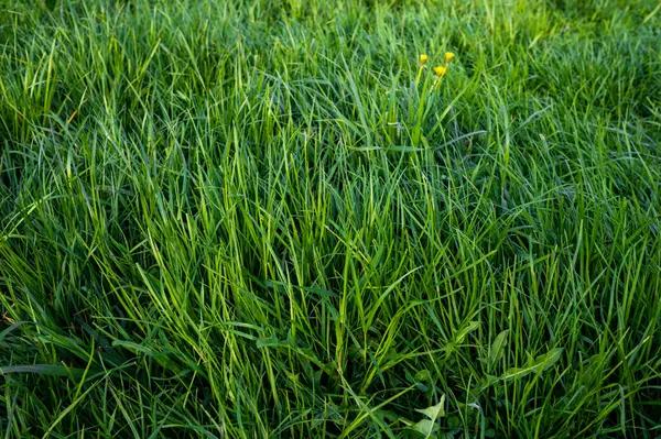 Зелена Трава Весняне Поле Фону Лугового Газону Ліцензійні Стокові Зображення