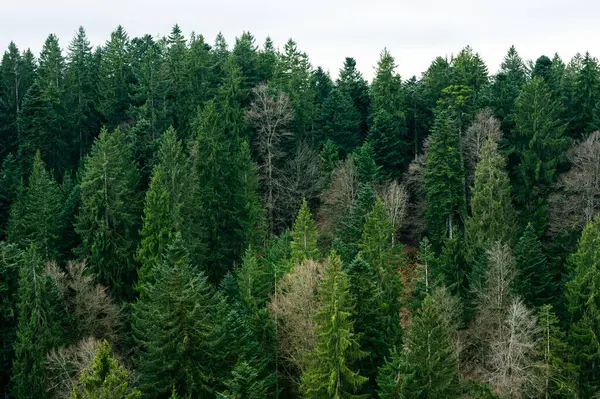 Wald Luftaufnahme Von Oben Mischwald Grüne Laubbäume Weiches Licht Wald Stockbild