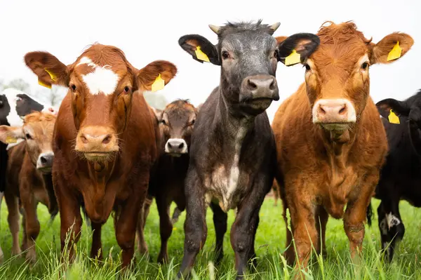 这些动物是有机的 自由的 生长在农场里 奶牛和公牛在草地上吃草 在田里吃草 免版税图库图片