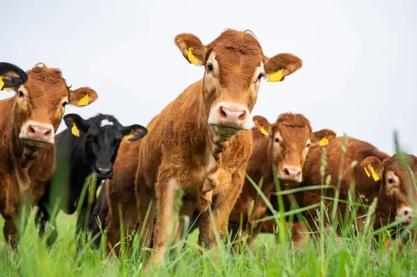Laticínios Carne Vaca Vacas Touros Que Pastam Grama Pasto Campo Fotos De Bancos De Imagens