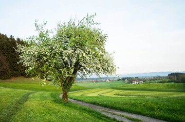 Bahar mevsiminde, Almanya 'nın Bavyera şehrinde güneşli bir günde yemyeşil çayırlar açan Alpler' in panoramik manzarası.