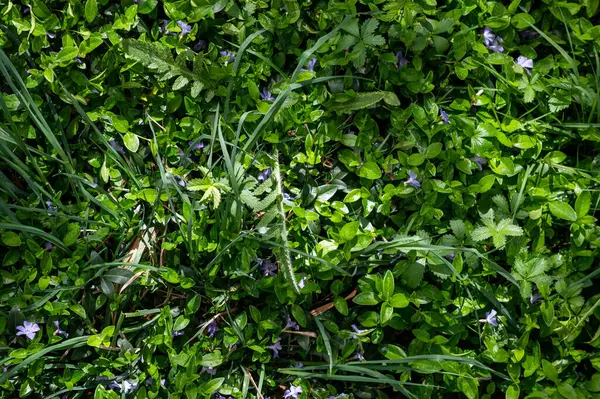 Grüne Pflanzenhintergründe Sommerliche Pflanzenstruktur Immergrün Und Gras Nach Dem Regen Stockbild