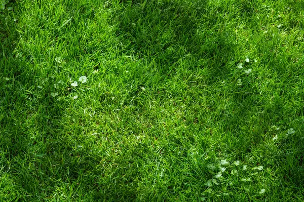 Tekstura Trawy Letni Ogród Templat Tło Trawnika Zielone Podwórko Świeży Zdjęcia Stockowe bez tantiem