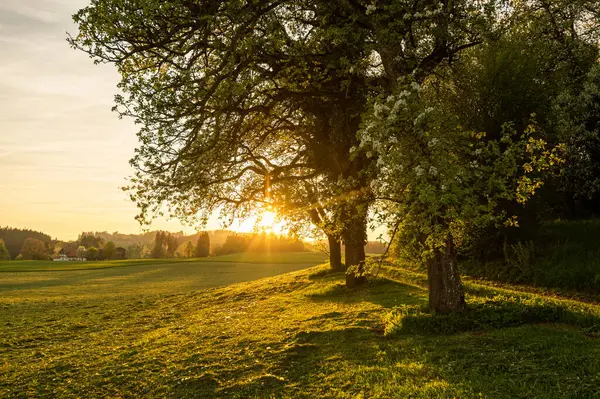 Großer Baum Und Grüne Wiese Auf Dem Land Bei Sonnenuntergang lizenzfreie Stockfotos