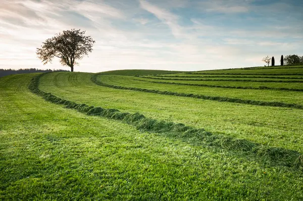 Ein Bauernfeld Mit Frischem Leuchtend Grünem Gras Das Kürzlich Reihenweise Stockbild