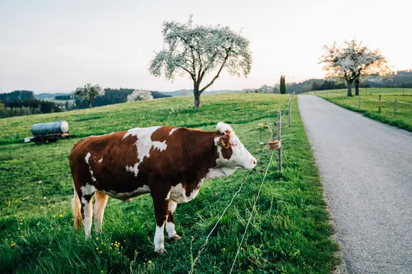 Kühe Grasen Auf Einem Bauernhof Mit Sonnenlicht Bäuerliche Landschaft lizenzfreie Stockbilder