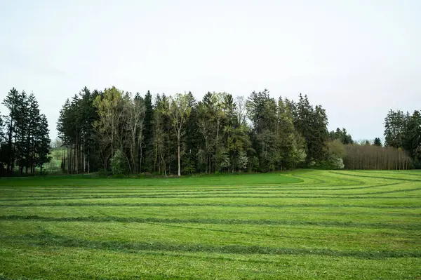 Schöne Frühlingslandschaft Grüne Wiese Stockfoto