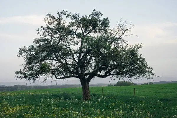 Oude Eenzame Appelboom Het Voorjaar Zonsondergang Een Dramatisch Natuurlandschap Buiten Rechtenvrije Stockfoto's