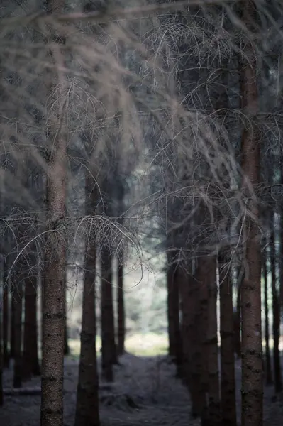 Европейский Лес Деревья Ряд Ветви Деревьев Большая Шероховатость Резкости Необычный Стоковое Изображение