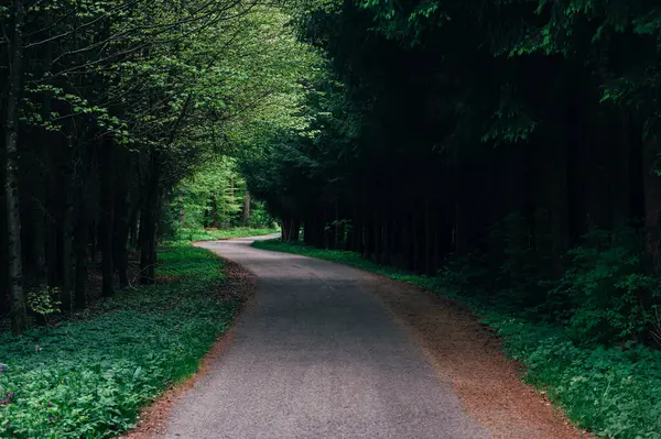 在公园或森林的树荫下 有绿色背景的夏季跑步或自行车道 图库图片