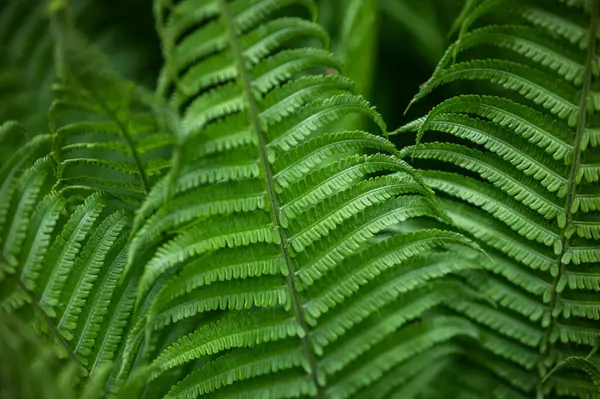 Blatt Pflanze Natur Hintergrund Farn Wildnis lizenzfreie Stockbilder