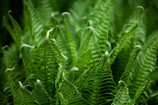 Grüne Blattfarne Flora Und Laub lizenzfreie Stockfotos