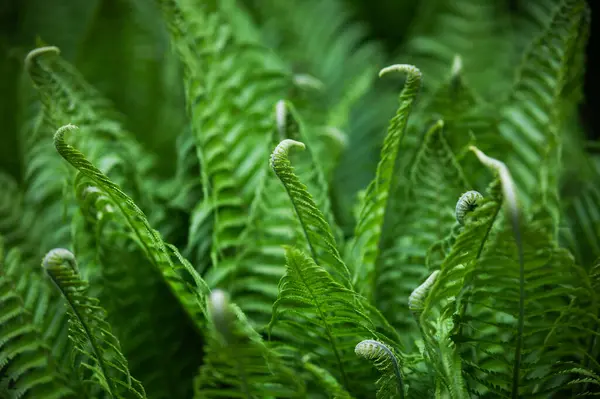 绿色蕨类叶子 有深色的背景 扭曲的叶尖 独特的自然细节 图库照片