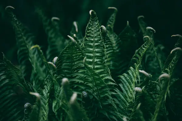 緑の葉のフェルン フローラ ロイヤリティフリーのストック画像