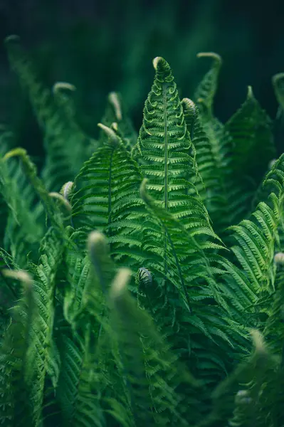 自然の中で美しい葉 緑の背景写真 ストックフォト