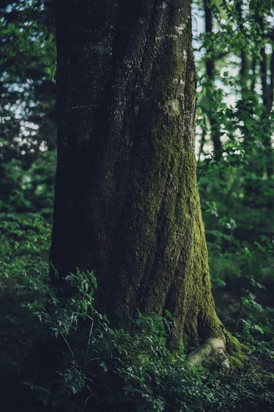 木のトランク バーク木 環境のためのCaring エコロジーは 世界を救い 自然を人間に愛するというコンセプトです エコロジーとエネルギー森林の自然コピースペース ストック画像