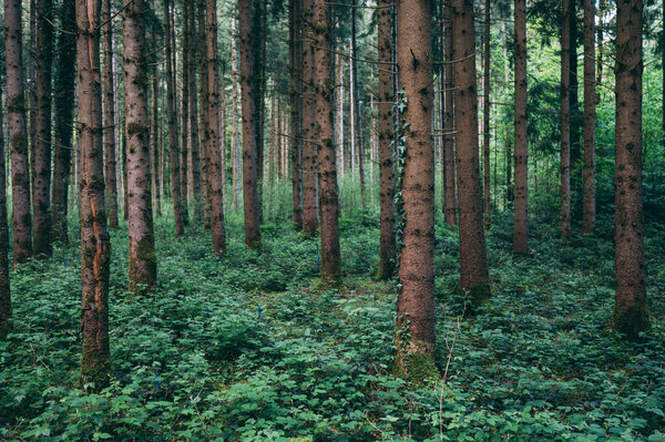 Beautiful springtime forest with fresh green foliage, Germany, Bavaria