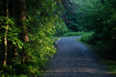 Bir yaz akşamı, yeşil ormanda orman yürüyüşü.