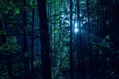 Almanya 'nın ortasındaki romantik bir ormanda, dolunay geceleri ağaçların arasında parlar. 