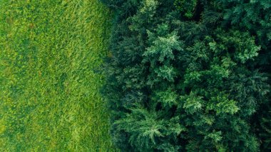 sınır yeşili açıklık ve kozalaklı orman manzarası, panoramik, kuş bakışı.