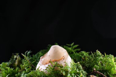 Phallus impudicus Egg Stage: Yaygın Stinkhorn Mantarının İlk Safhası Çıkmadan Önce