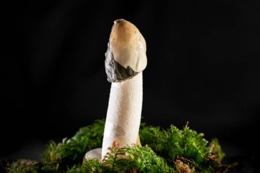 Close-Up of Common Stinkhorn (Phallus impudicus): Unusual Penis-Shaped Wild Mushroom clipart