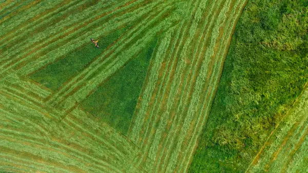 Son tarımsal faaliyetlerin görülebilir çizgileriyle yeşil alanı yakalayan bir hava görüntüsü. Bu kırsal alan, Avrupa 'nın pitoresk bir manzarasında sürdürülebilir tarım uygulamalarının gösterildiği, tarım arazisi ve doğa arasındaki uyumu vurgular.