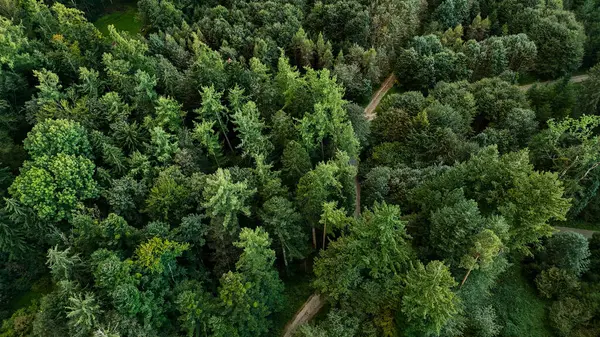 stock image This panoramic photograph captures a breathtaking view of a vast green pine forest. The dense coniferous trees stretch endlessly, creating a serene and inviting natural landscape