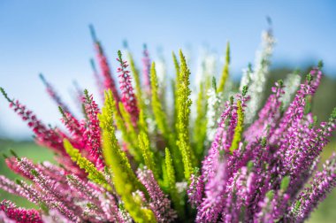 Dekoratif bir tencerede canlı renkli Heather. Kapalı ya da Açık Hava Dekorasyonu İçin Mükemmel.