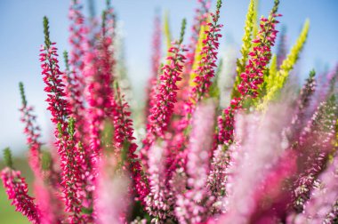Calluna vulgaris. Bir demet mor viski fundalığı. Çiçek açan beyaz, sarı ve pembe kenevir çiçekleri. Sonbahar ve kış bitkileri yetiştiriliyor. Seçici odak