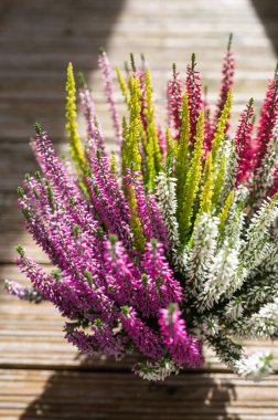 Dekoratif bir tencerede canlı renkli Heather. Kapalı ya da Açık Hava Dekorasyonu İçin Mükemmel.