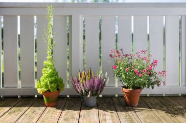 Ahşap bir terasta saksı bitkileri: yapraklı yeşil, renkli fundalık, ve beyaz bir çit altında güneş ışığı altında canlı pembe çiçekler