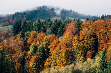Almanya 'nın kırsal kesimindeki Alp dağlarının önündeki parlak sonbahar ağaçları