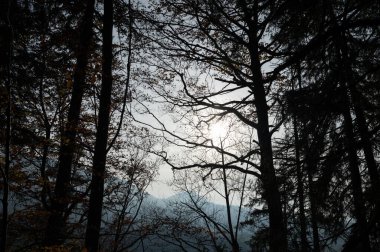 Huzurlu Orman Silueti Güneş Işığının Çıplak Dalları Kırıp Geçtiği Sisli Dağ Manzarası