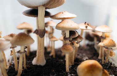 Altın Öğretmen Psilocybe Cubensis, Mantar Yetiştirme Alanında Mycelium ve Peçeli