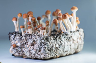 Mikrodoz Psilosibe Cubensis, Psilocybin Sağlık ve Sağlık Potansiyelini Açma